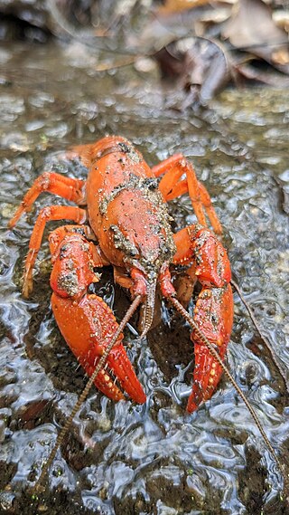 <i>Cambarus asperimanus</i> Species of crayfish