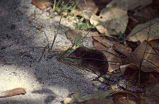 Mole-like rice tenrec species of mammal