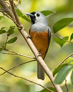 Black-faced monarch Species of bird