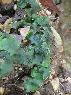 <i>Monoclea gottschei</i> Species of liverwort