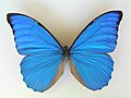 Morpho anaxibia