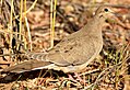Mourning Dove on Seedskadee National Wildlife Refuge (29773504341).jpg
