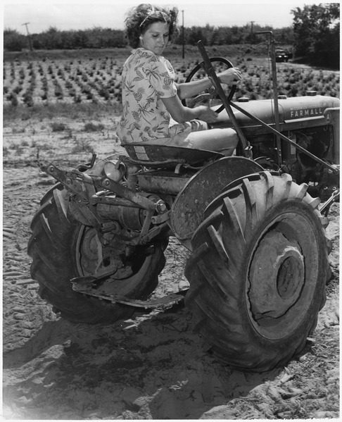 File:Mrs. William Wood manages a one hundred and twenty acre farm in Coloma, Michigan, with little male assitance. - NARA - 196428.tif