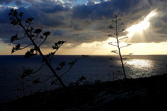 Agave flowers in backlight on the south coast of Malta with view to the rocky island Filfla