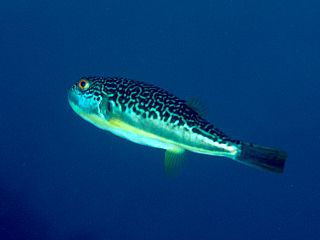 <i>Takifugu exascurus</i> Species of pufferfish