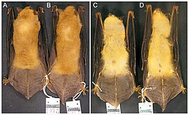 Myotis midastactus