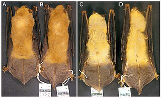 <i>Myotis midastactus</i> Species of bat