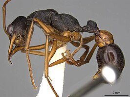 Myrmecia esuriens