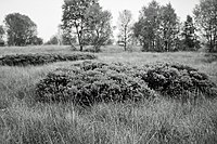 Heidemoor Brockzetel mit Gagelgebüschen, 1986