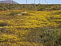 Wüstenblüte, Namaqualand, Namibia