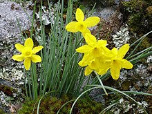 Narcissus rupicola Habitat 2011-3-09 PtoNiefla SierraMadrona.jpg