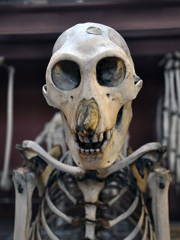 Nasal cartilages that were left intact in a specimen skull in order to show the structures that support the nose