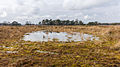 Natte plekken in open heide en ruig grasland. Locatie, natuurgebied Delleboersterheide – Catspoele.