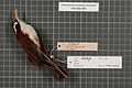 Naturalis Biodiversity Center - RMNH.AVES.147264 2 - Pomatorhinus montanus bornensis Cabanis, 1851 - Timaliidae - burung kulit specimen.jpeg