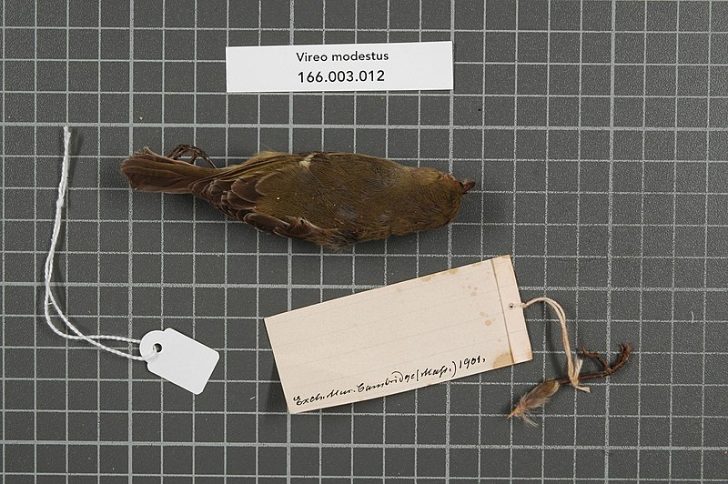 File:Naturalis Biodiversity Center - RMNH.AVES.148604 2 - Vireo modestus P.L. Sclater, 1860 - Vireonidae - bird skin specimen.jpeg