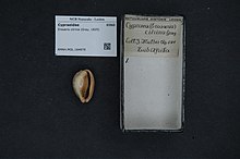 Naturalis биоалуантүрлілік орталығы - RMNH.MOL.184979 - Erosaria citrina (сұр, 1825) - Cypraeidae - Mollusc shell.jpeg