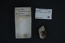 Naturalis Biodiversity Center - RMNH.MOL.200483 - Burnupena lagenaria (Lamarck, 1822) - Buccinidae - Moluska shell.jpeg