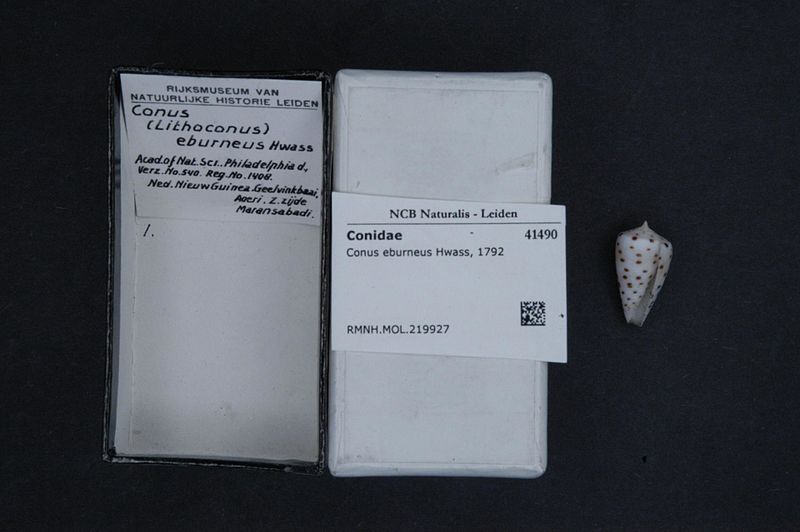 File:Naturalis Biodiversity Center - RMNH.MOL.219927 - Conus eburneus Hwass, 1792 - Conidae - Mollusc shell.jpeg