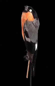 Файл: Центр биоразнообразия Naturalis - ZMA.AVES.10341 - Pyrrhula pyrrhula iberiae Voous, 1951 - Fringillidae - образец кожи птицы.webm 
