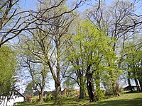 "Alter Schützenplatz" with large trees