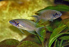 Neolamprologus olivaceous couple.jpg