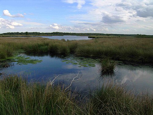 De Groote Peel National Park things to do in Venlo