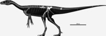 Nhandumirim skeletal.png