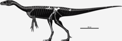 Alternative skeletal diagram for Nhandumirim, reconstructed as an early theropod as in its original description Nhandumirim skeletal.png