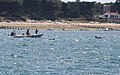 Dauphins à Noirmoutier