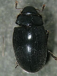 <span class="mw-page-title-main">Nosodendridae</span> Family of beetles