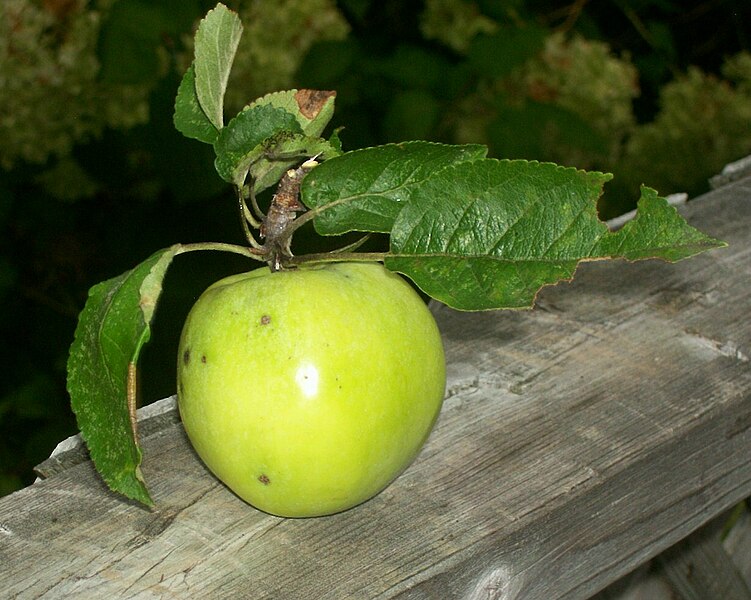 File:Novascotiagreencrabapple2010.jpg