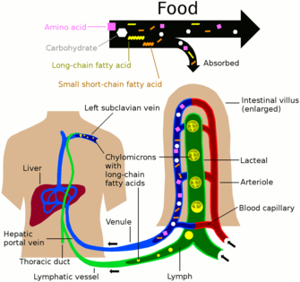 Imusuonisto: Anatomia, Tehtävät, Katso myös