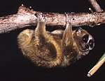 Nycticebus Pygmaeus