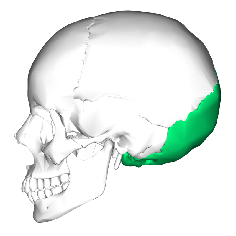 occipital tuberosity in a dog