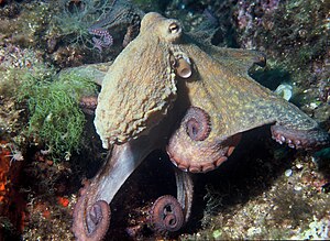 Almindelig ottearmet blæksprutte (Octopus vulgaris)