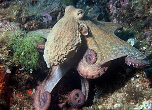 Gyakori polip (Octopus vulgaris)