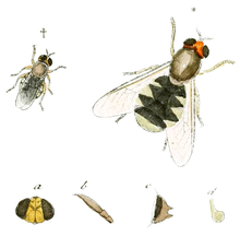 Odontomyia hydroleon (Linnaeus, 1758) Stratiomys hydroleon Fabr olarak etiketlenmiştir. (Panzer & Sturm 1793), beyazlatılmış, temiz.png