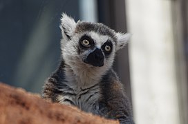 Katta (Lemur catta)