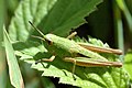 Omocestus viridulus nymph