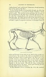 Thumbnail for File:On the anatomy of vertebrates (electronic resource) (1866) (14752187401).jpg