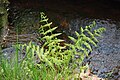 Mannetjesvaren (Dryopteris filix-mas)