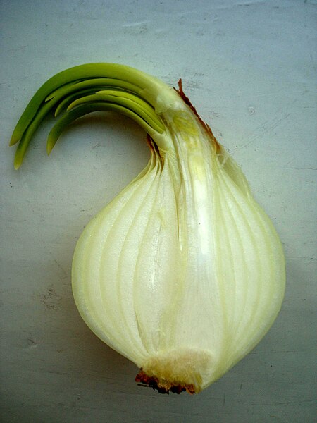 File:Onion with sprouts (cut).JPG