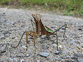 Adult Tenodera aridifolia