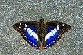 * Nomination Open wing Basking posture of Mimathyma ambica (Kollar, 1844) – Indian Purple Emperor (Male) --Sandipoutsider 21:29, 14 December 2023 (UTC) * Decline This is unfortunately EXTREMELY posterized or upscaled, or was accidentally saved with maximum JPG compression. The real resolution is less than 1 MP. --Plozessor 10:19, 14 December 2023 (UTC)  Oppose Insufficient quality, see previous comment. --Plozessor 13:14, 15 December 2023 (UTC)