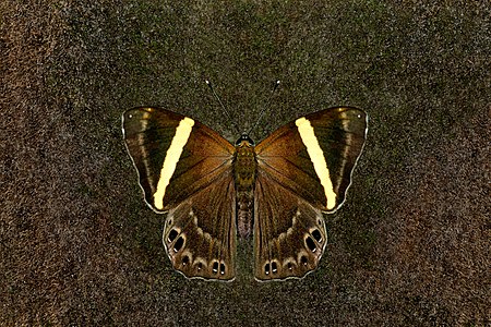 Dorsal view (Male)