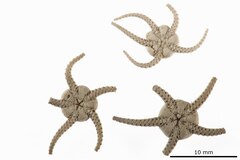 File:Ophiura carnea - OPH-000432 hab-ven.tif (Category:Echinodermata in the Natural History Museum of Denmark)
