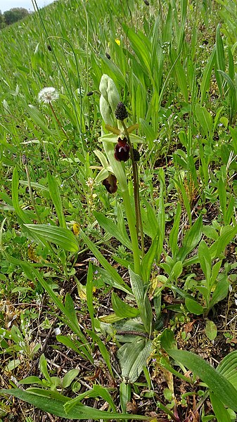 File:Ophrys sphegodes 49.jpg