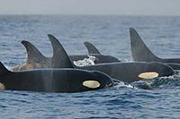 Ha aparecido un grupo de orcas.  Se ven cuatro aletas dorsales, tres de las cuales se curvan hacia atrás en la punta.