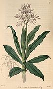 Orchis simia (as Orchis tephrosanthos) - Bot. Reg. 5 pl.375 (1819).jpg