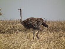 Burung unta Struthio camelus Tanzania 3738 Nevit.jpg